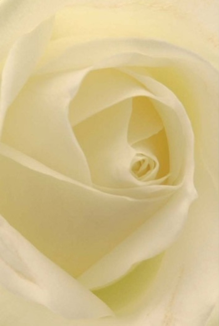 Viewed so closely, the white rose reveals a mesmerizing interplay of gentle cream and cool ivory, each petal layering with tranquil conviction. Illuminated by soft, almost diffused light, the entire composition radiates sophistication, recalling the elegant homes and cultivated gardens that dot Stamford Hill. The centre spirals perfectly, hinting at purity and hopeful beginnings, while the outer petals offer subtle variances in shadow, echoing the nuanced emotions a simple bloom can embody-romance, apology, or a wish for solace. The smooth, near-matte texture of each petal embodies the care and attention synonymous with local florists here, while the near-invisible hint of fragrance brings to mind the freshness of a bouquet newly delivered to a family gathering on Cazenove Road. In Stamford Hill, such a rose anchors heartfelt occasions-from centrepieces at weddings to sincere gestures marking new chapters-each arrangement a quiet promise of beauty and resilience.